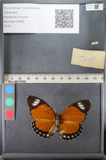 Media type: image;   Entomology 142491